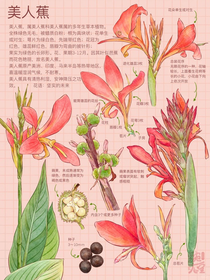 1764040252819739.jpg 大花美人蕉是多年生宿根花卉吗?