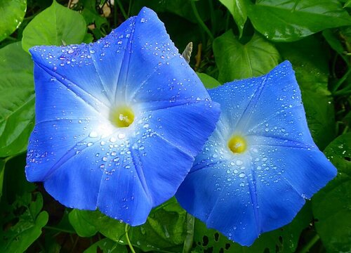 1764291342326222.jpg 牵牛花在什么季节开花