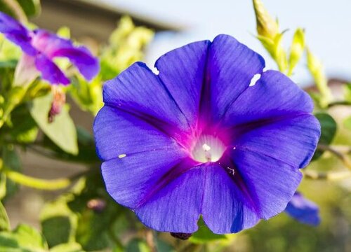 1764291347495945.jpg 牵牛花在什么季节开花