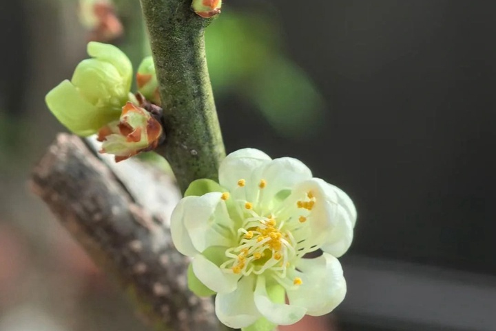 1764299239957518.jpg 梅花的象征寓意以及特殊的含义