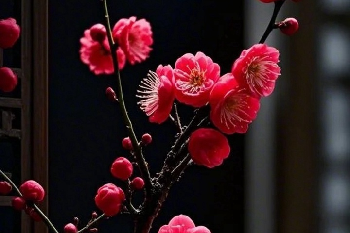 1764299260370221.jpg 梅花的象征寓意以及特殊的含义
