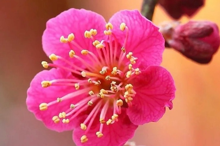 1764299288885234.jpg 梅花的象征寓意以及特殊的含义