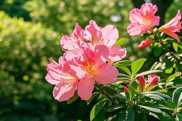 1764311019707025.jpg 杜鹃花的花语和象征意义
