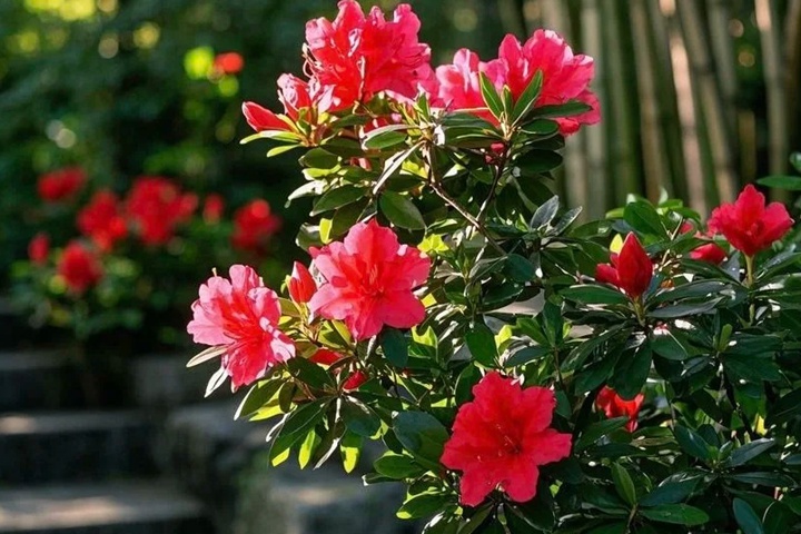 1764311019994521.jpg 杜鹃花的花语和象征意义