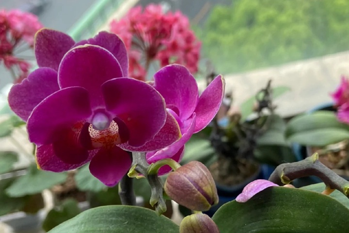 1764312412219527.jpg 蝴蝶兰几点开花?