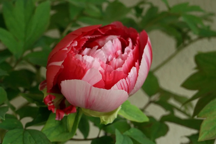 1764383361218481.jpg 牡丹花几点开花
