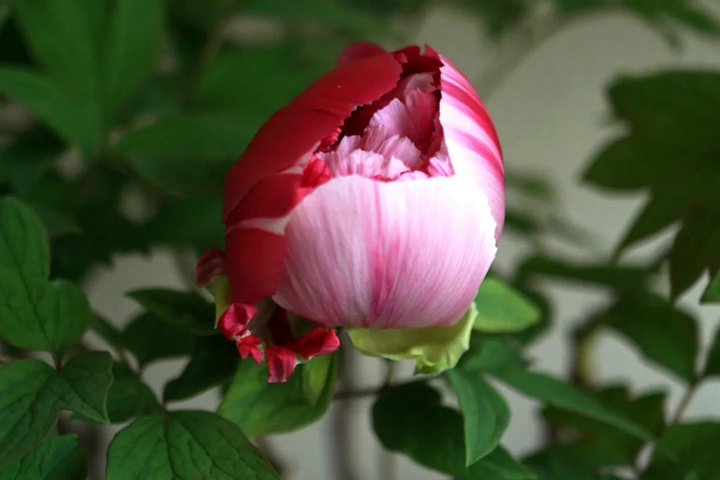 1764383361439839.jpg 牡丹花几点开花