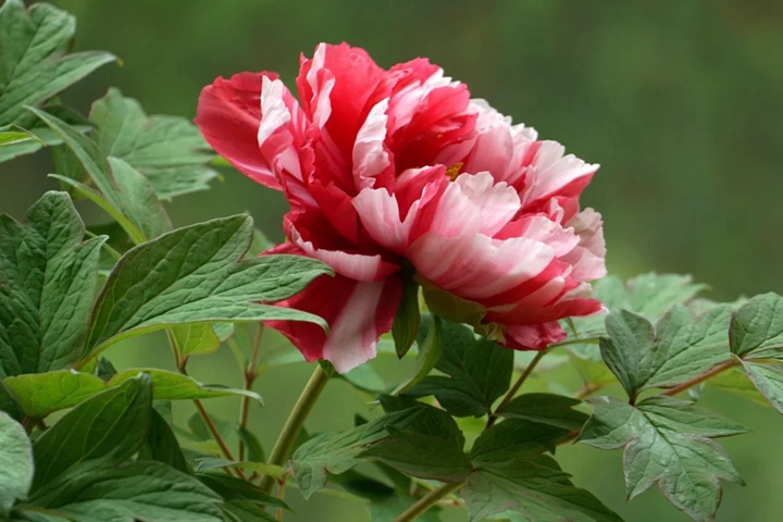 1764383361757789.jpg 牡丹花几点开花
