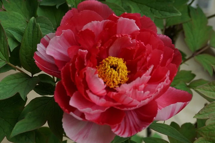 1764383361962341.jpg 牡丹花几点开花