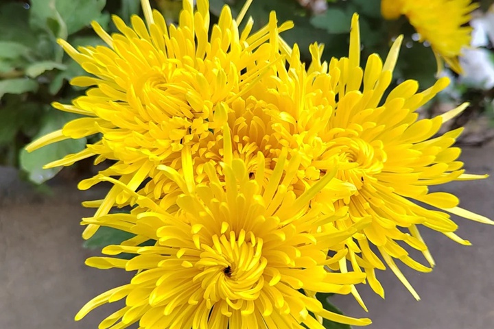 1764398856600991.jpg 黄菊花的花语和象征寓意