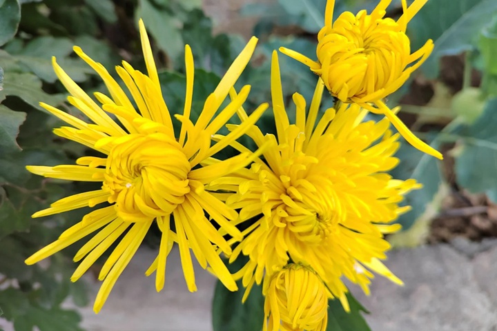 1764398856814778.jpg 黄菊花的花语和象征寓意