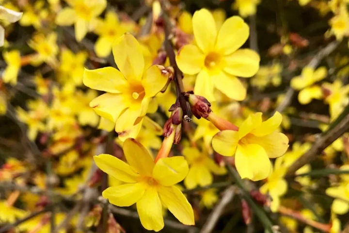 1764399164360652.jpg 迎春花什么时候开花,一年开几次