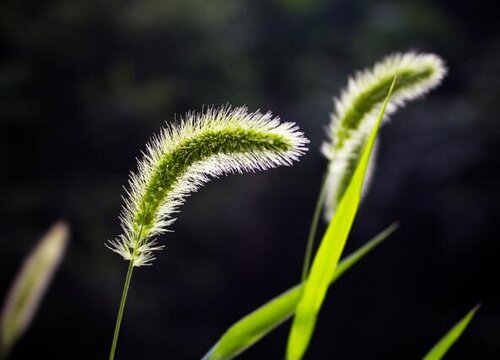 狗尾巴草的花语和象征寓意