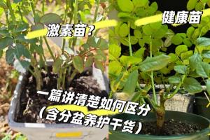 拯救“激素苗”全攻略