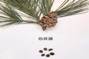 白皮松如何育苗，白皮松小苗如何管理