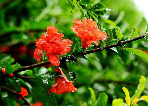 石榴花什么时候开花,花期是几月