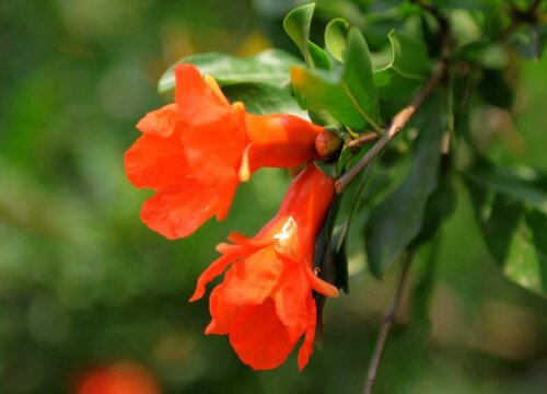 石榴花什么时候开花,花期是几月