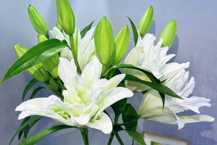 1764558972280715.jpg 白百合花的花语和寓意