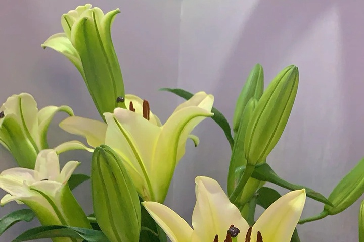 1764558972401301.jpg 白百合花的花语和寓意