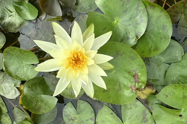 1764559902115054.jpg 莲花几月份开放