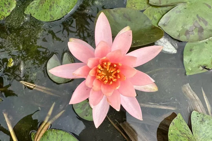1764559902239632.jpg 莲花几月份开放