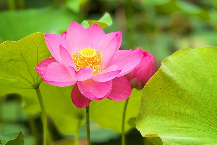 1764559902407794.jpg 莲花几月份开放