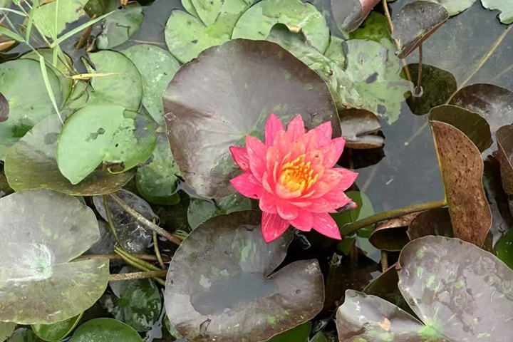 1764559902954334.jpg 莲花几月份开放