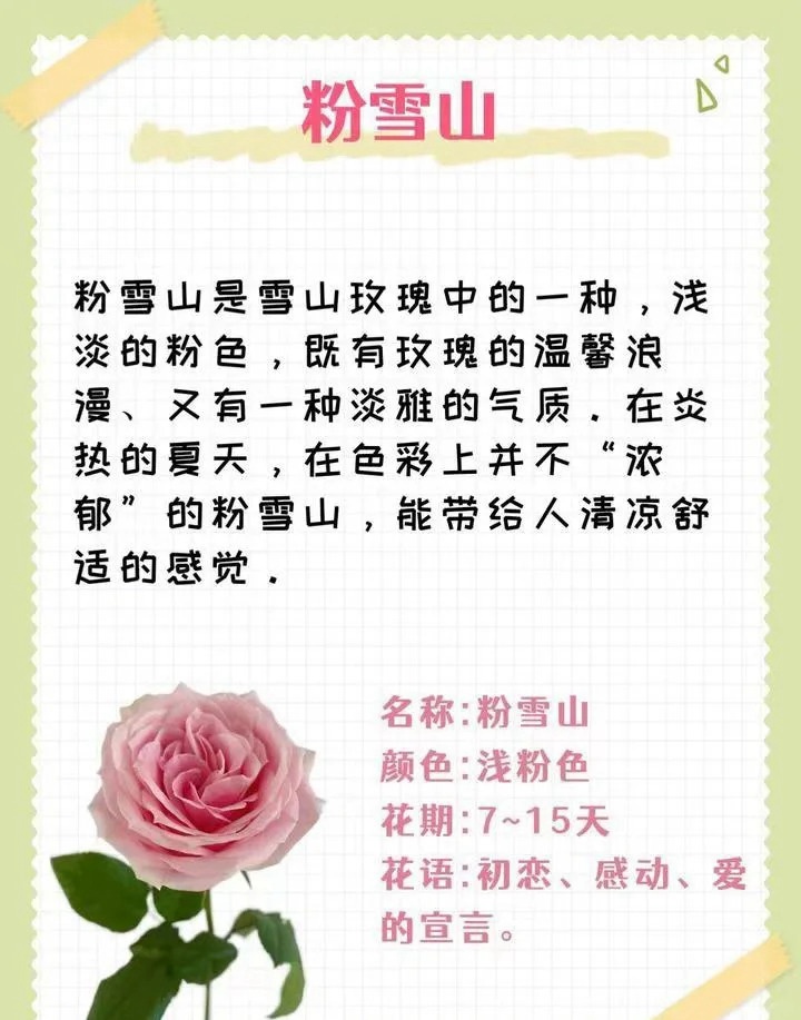 1764574104222256.jpg 粉色玫瑰花的花语和寓意
