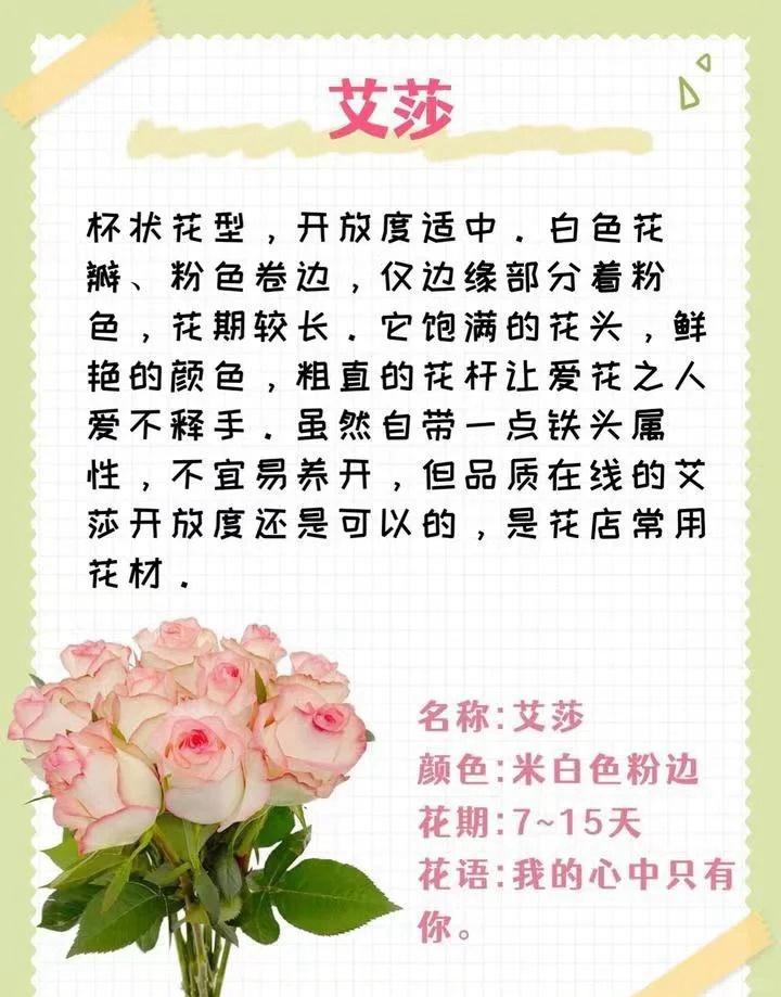 1764574133363193.jpg 粉色玫瑰花的花语和寓意