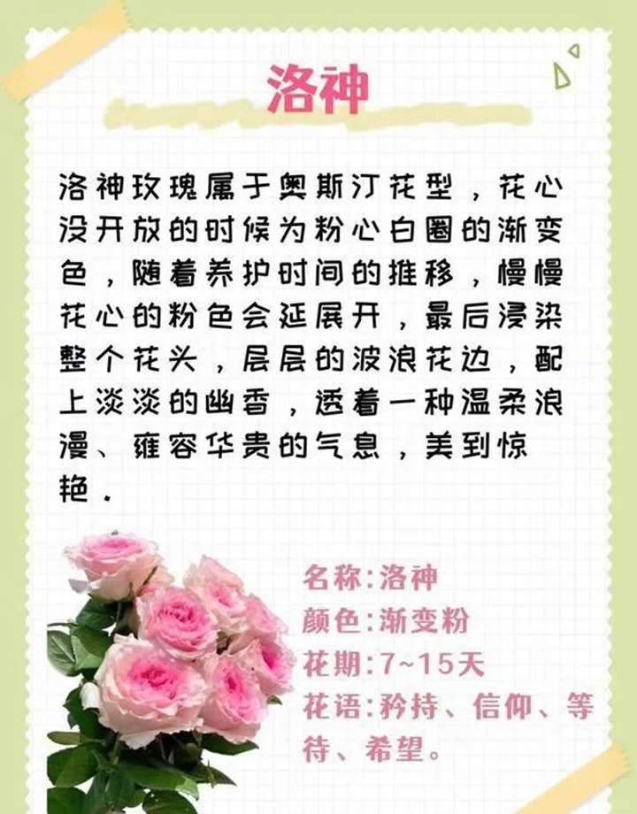 1764574140167319.jpg 粉色玫瑰花的花语和寓意