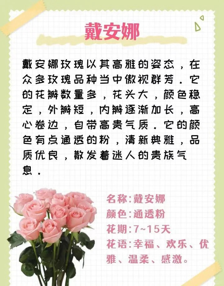 1764574156991509.jpg 粉色玫瑰花的花语和寓意