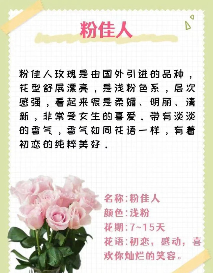 1764574172503443.jpg 粉色玫瑰花的花语和寓意