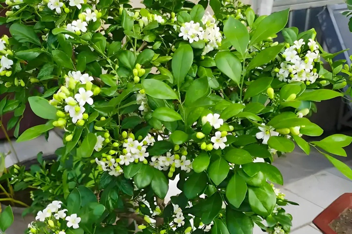 1764574846144539.jpg 九里香什么时候开花