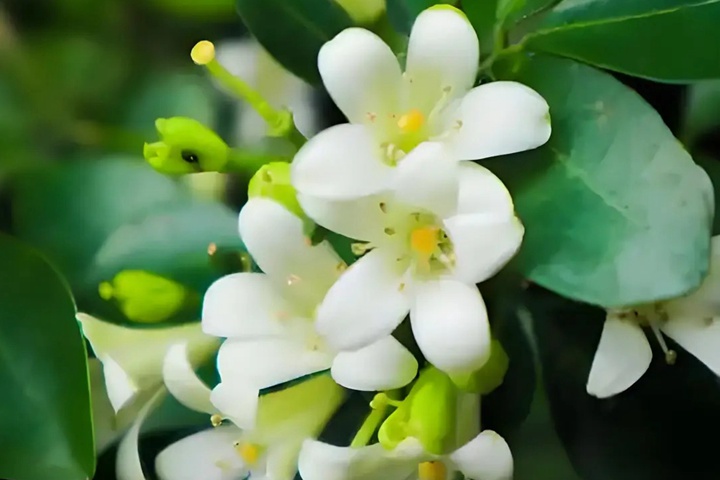 1764574846701338.jpg 九里香什么时候开花