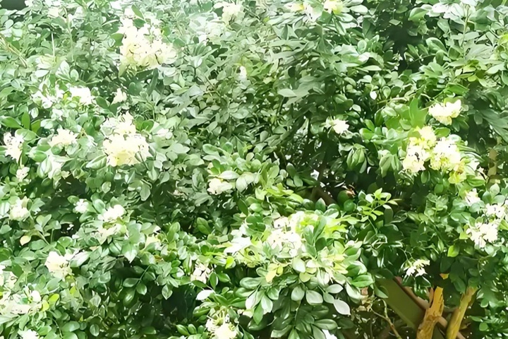 1764574847817677.jpg 九里香什么时候开花