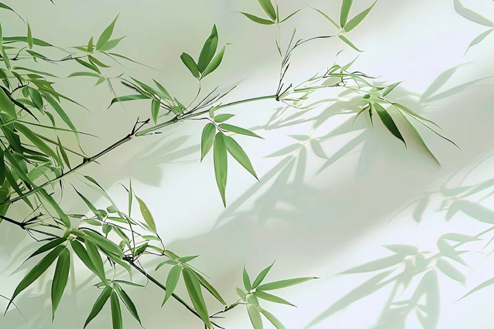 1764654775779930.jpg 竹子是树还是草
