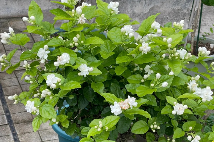 1764657023610519.jpg 茉莉花什么季节开放