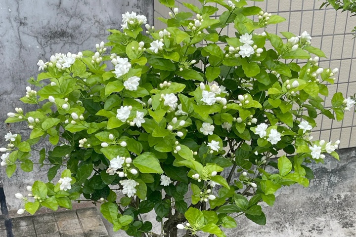 1764657023714489.jpg 茉莉花什么季节开放