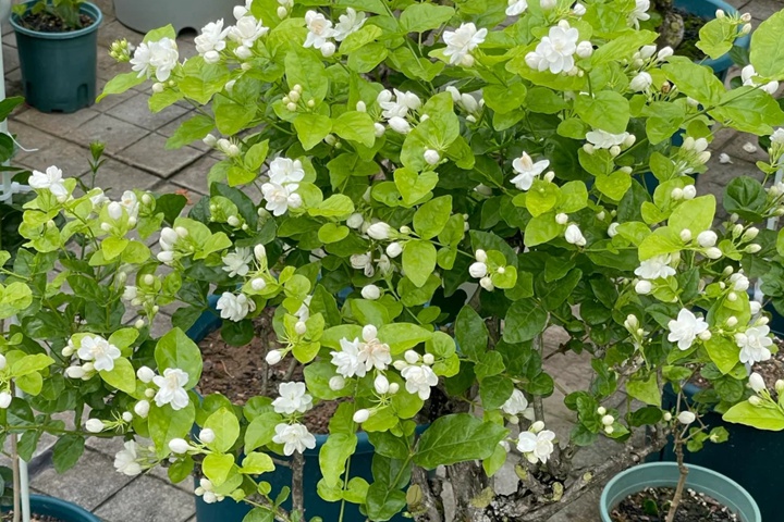 1764657023870306.jpg 茉莉花什么季节开放