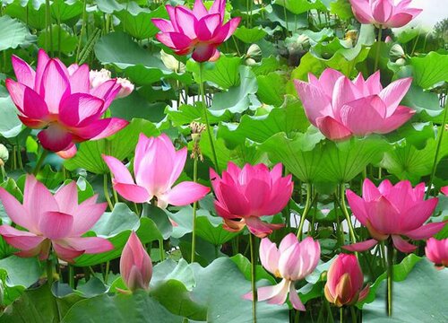 1764657672185445.jpg 睡莲几点开花,几点闭合