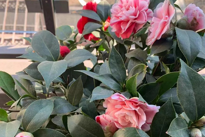 1764663143268776.jpg 茶花的养殖方法和注意事项