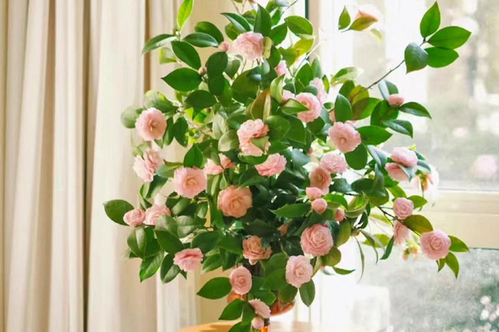 1764663143311888.jpg 茶花的养殖方法和注意事项