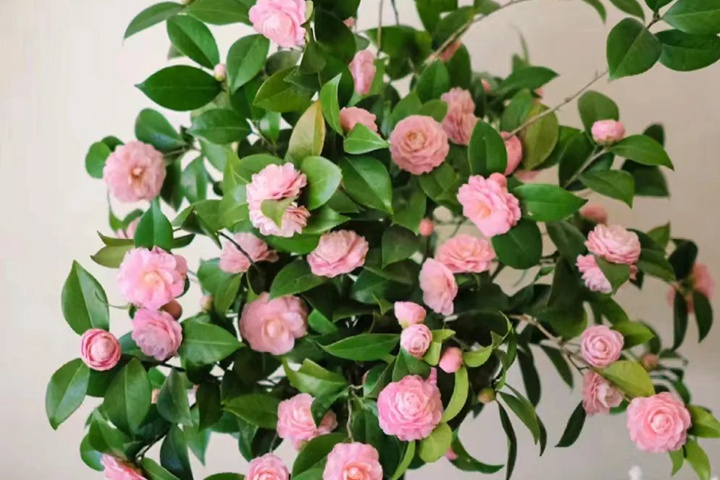 1764663143475360.jpg 茶花的养殖方法和注意事项