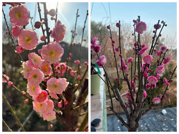 1764747745711808.jpg 宫粉梅花和骨里红的区别
