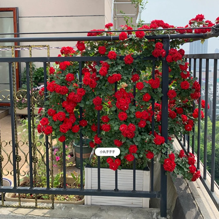 1766027319310552.jpg 蔷薇花盆栽用多大的盆
