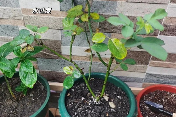 1766195980420016.jpg 月季花叶片发黄枯萎是怎么回事