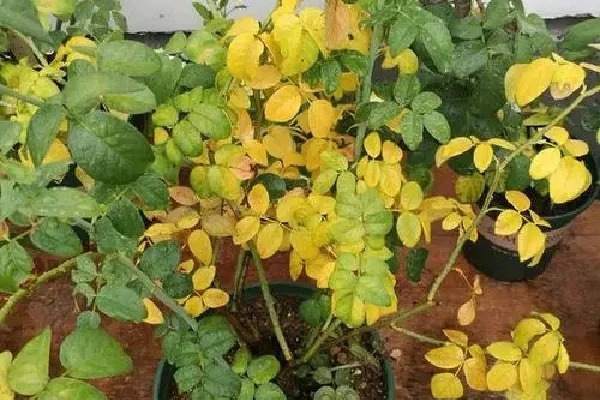 1766195980488657.jpg 月季花叶片发黄枯萎是怎么回事