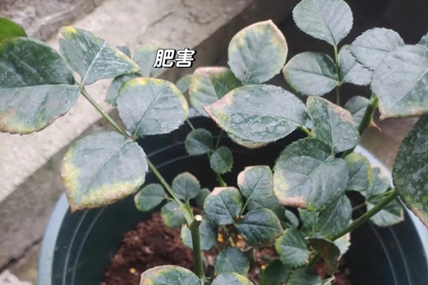 1766195981161027.jpg 月季花叶片发黄枯萎是怎么回事