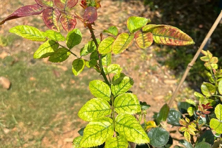 1766195981473597.jpg 月季花叶片发黄枯萎是怎么回事
