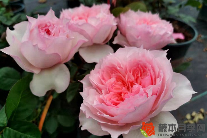 1766197702263043.jpg 欧月和月季花的区别